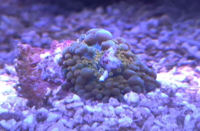 CORALCAVERN Picture 3