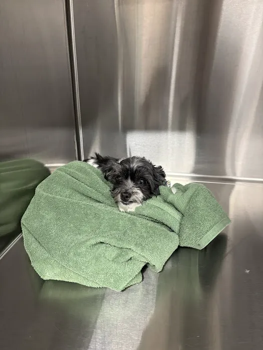 Precision Pet Urgent Care LLC Picture 5