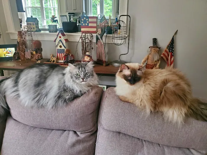 Precision Pet Urgent Care LLC Picture 7