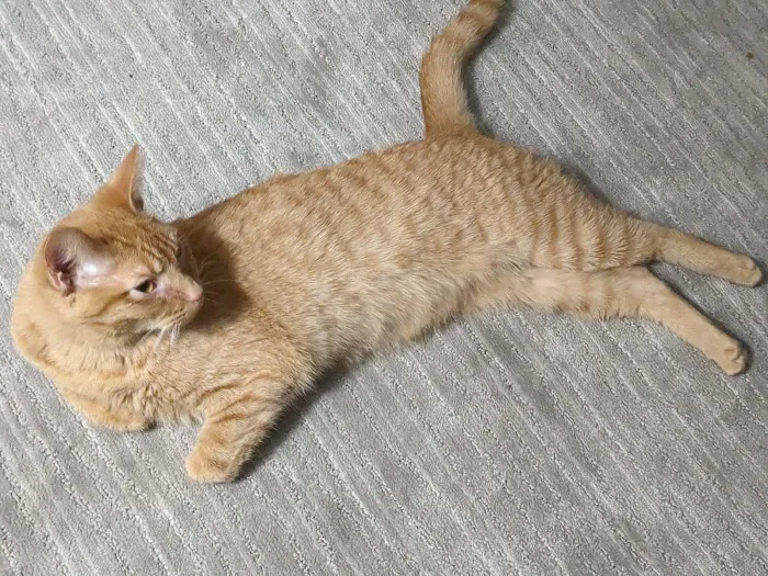 Precision Pet Urgent Care LLC Picture 3