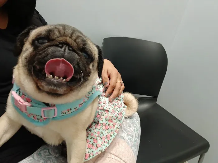 Precision Pet Urgent Care LLC Picture 4