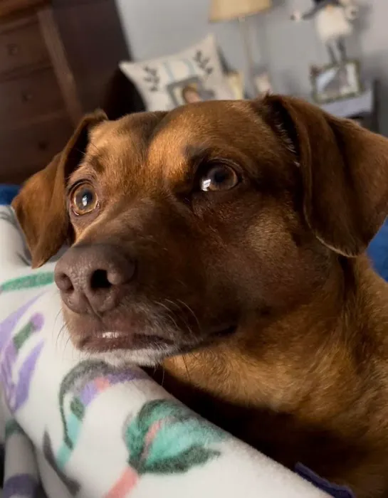 Precision Pet Urgent Care LLC Picture 2