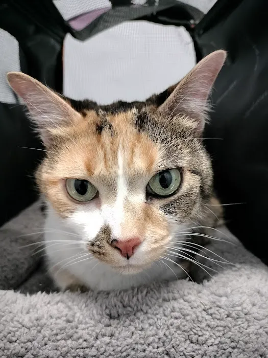 Precision Pet Urgent Care LLC Picture 1