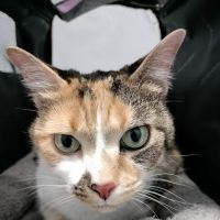 Precision Pet Urgent Care LLC ico