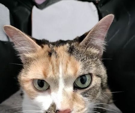 Precision Pet Urgent Care LLC