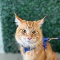 WAGS Animal Hospital ico