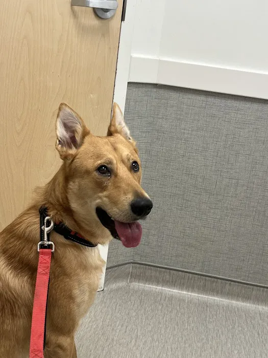 WAGS Animal Hospital Picture 4