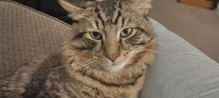 WAGS Animal Hospital Picture 2