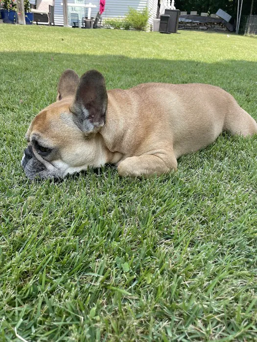 WAGS Animal Hospital Picture 8