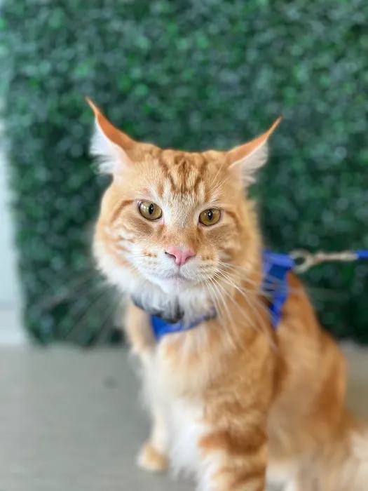 WAGS Animal Hospital Picture 9