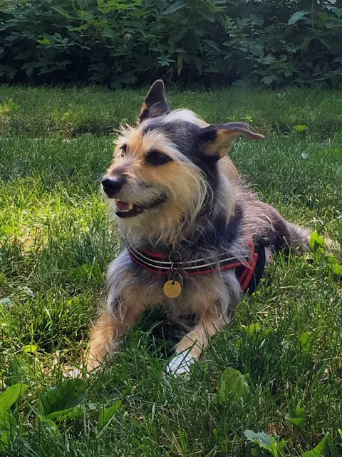 WAGS Animal Hospital Picture 7