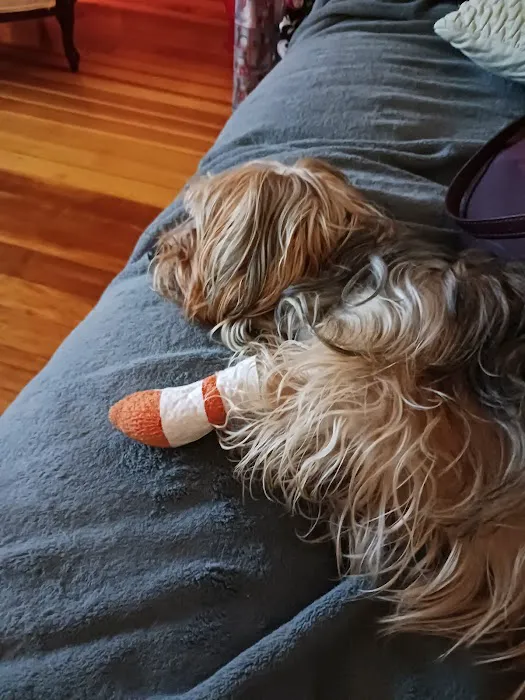 North Attleborough Animal Clinic LLC Picture 2