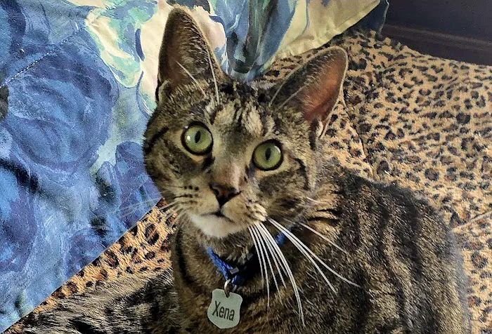 Artemis Veterinary Picture 6