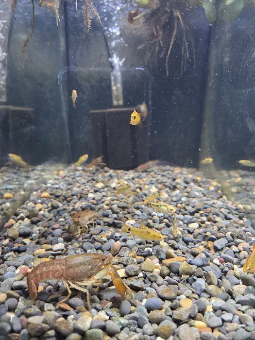 Q's Aquarium Care Picture 8