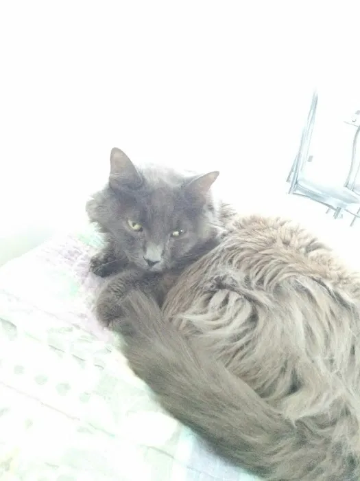 Luv My Pet Inc Picture 1