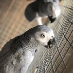 Grey Birds
