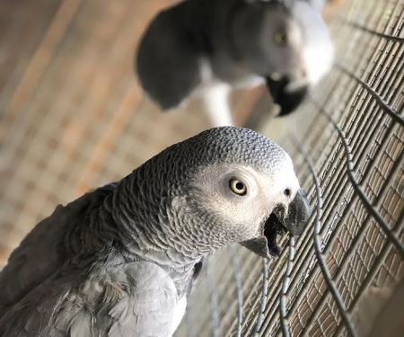 Grey Birds