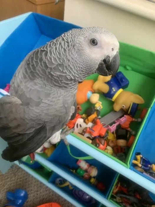 Grey Birds Picture 2