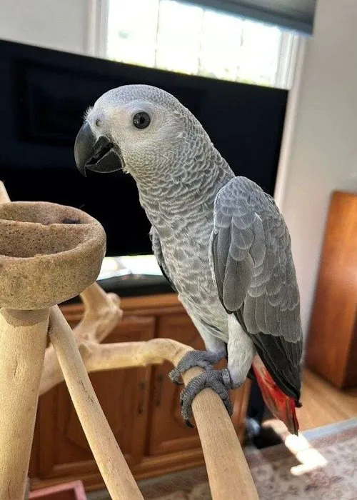 Grey Birds Picture 3