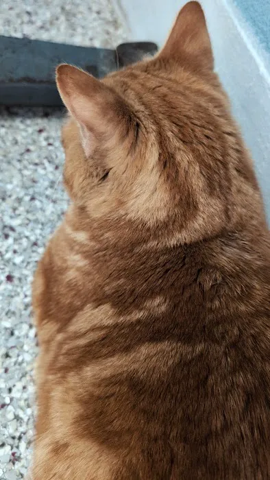 Compassion Veterinary Clinic Picture 2