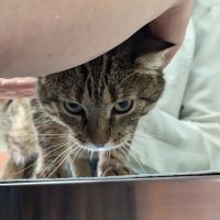 Compassion Veterinary Clinic ico