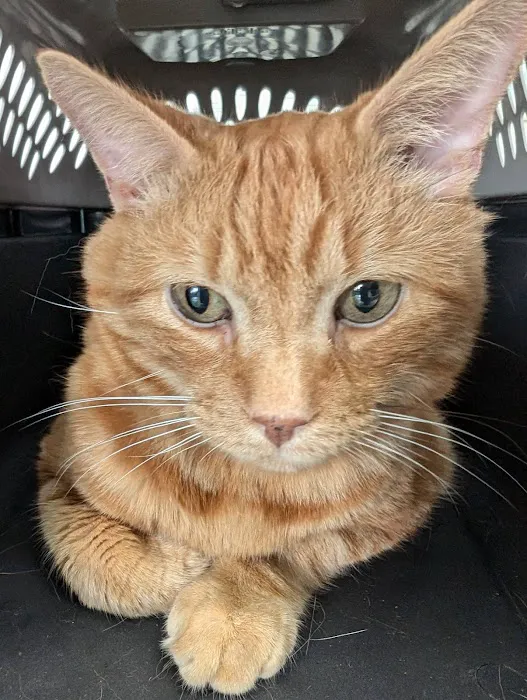 Compassion Veterinary Clinic Picture 6