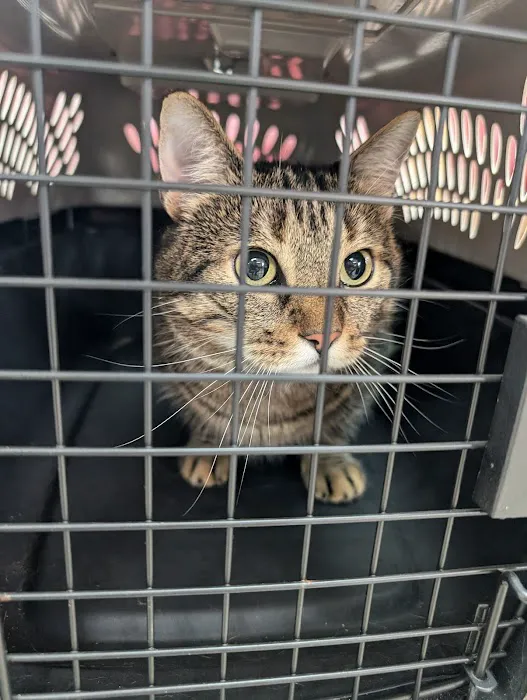 Compassion Veterinary Clinic Picture 7