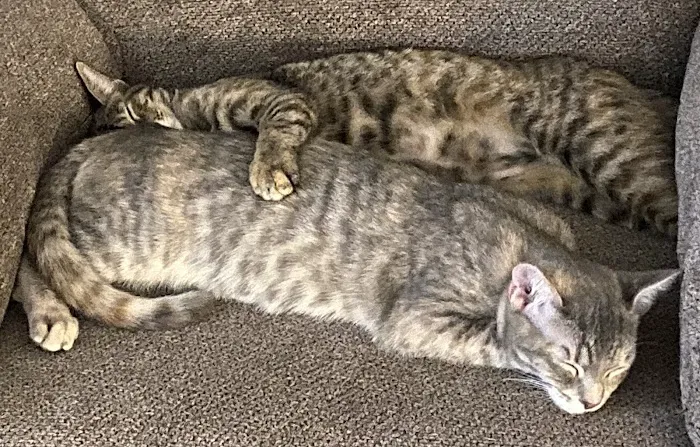 Compassion Veterinary Clinic Picture 4