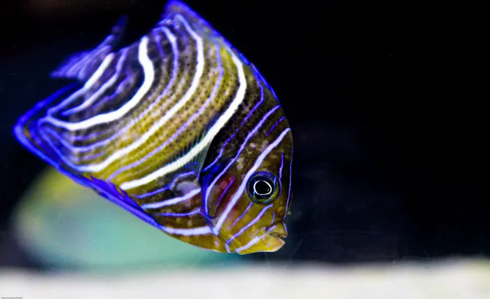 The Premium Aquarium Picture 9