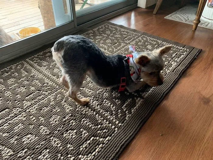 Hunters Animal House Picture 9