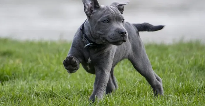 Hunters Animal House Picture 10