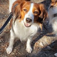 Slade Veterinary Hospital ico