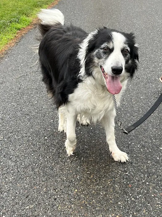 Slade Veterinary Hospital Picture 3