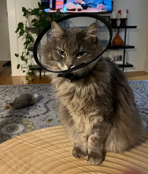 Slade Veterinary Hospital Picture 7