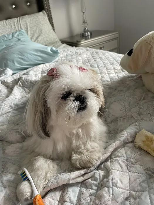 Slade Veterinary Hospital Picture 5