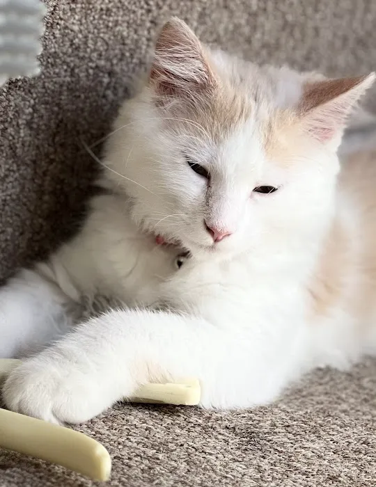 Banfield Pet Hospital Picture 3