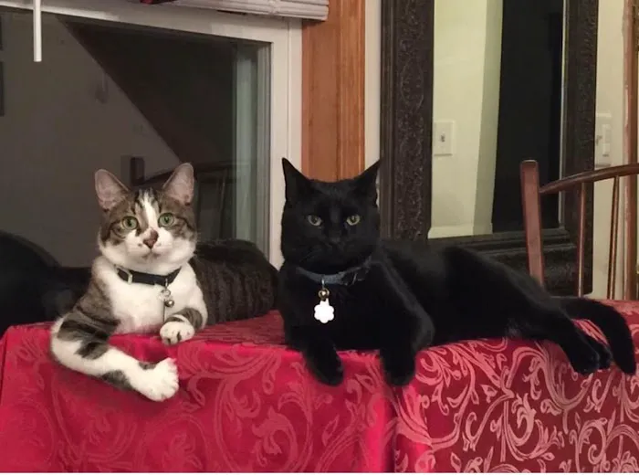 Banfield Pet Hospital Picture 7