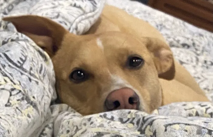 Banfield Pet Hospital Picture 6