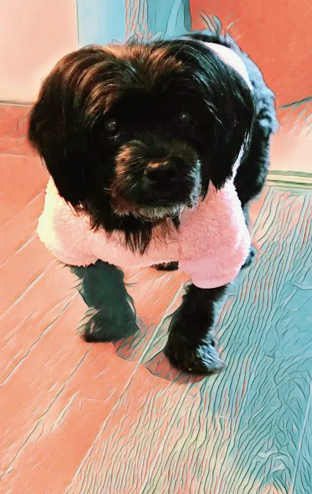 Banfield Pet Hospital Picture 8