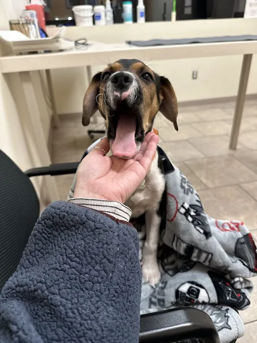 Boston West Veterinary Emergency & Specialty Picture 1