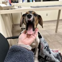 Boston West Veterinary Emergency & Specialty ico