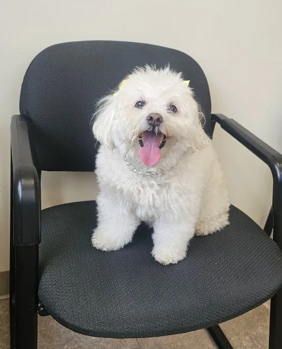 Boston West Veterinary Emergency & Specialty Picture 2