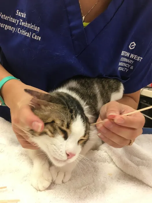 Boston West Veterinary Emergency & Specialty Picture 8