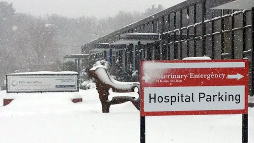 Boston West Veterinary Emergency & Specialty Picture 4