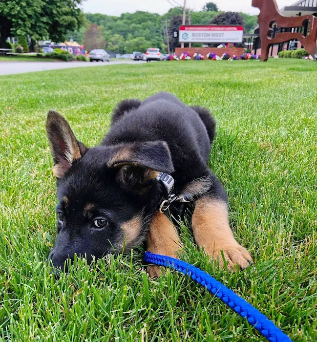 Boston West Veterinary Emergency & Specialty Picture 7