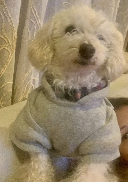 Boston West Veterinary Emergency & Specialty Picture 5