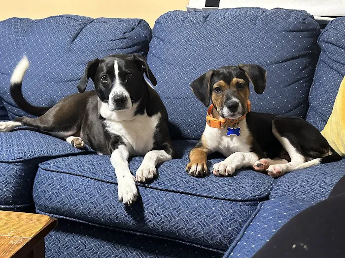 Boston West Veterinary Emergency & Specialty Picture 6