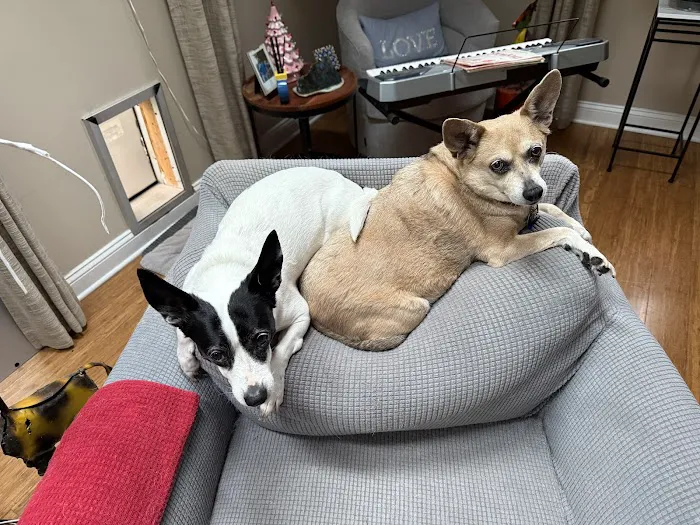 Boston West Veterinary Emergency & Specialty Picture 3