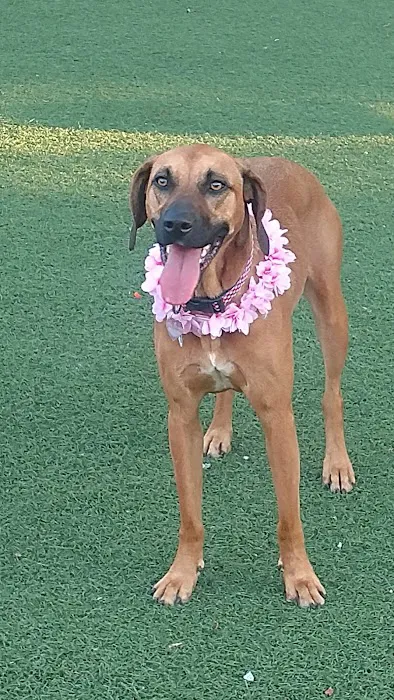 Four Paws Hotel and Spa Picture 2