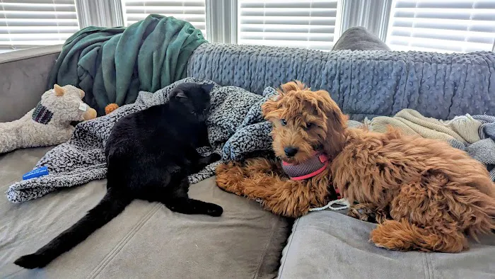 Four Paws Hotel and Spa Picture 1